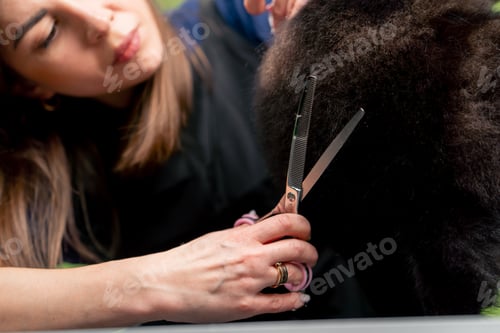 Preview: grooming salon small black washed spitz the groomer trims the dog with a comb and scissors