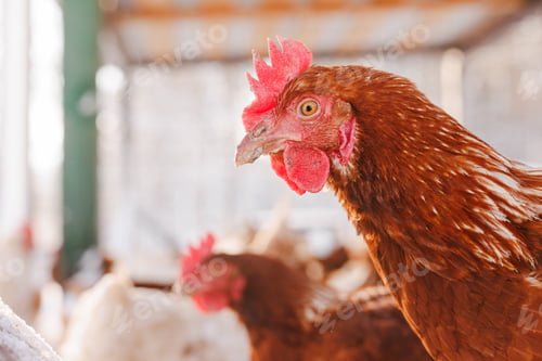 Preview: chicken close-up of an eco-poultry farm in winter, free-range chicken farm