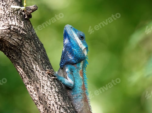 Preview: Shot of a Calotes mystaceus reptile perched on a branch in a natural habitat