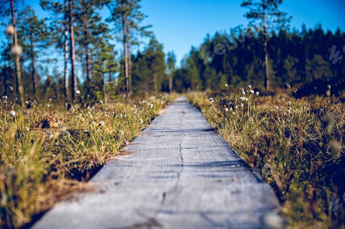 Preview: Narrow pathway surrounded by greenery with beautiful green trees in the background