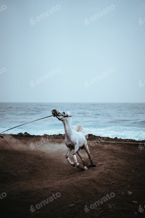Preview: Beautiful white horse run in dust on the black volcanic sand on the Atlantic coastline
