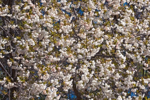 Preview: Shirotae Japanese Flowering Cherry (Prunus X Shirotae)
