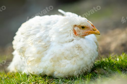 Preview: Hen feed on traditional rural barnyard. Close up of white chicken sitting on barn yard