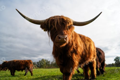 Preview: Closeup of a highland cow standing in the middle of the filed on a sunny day
