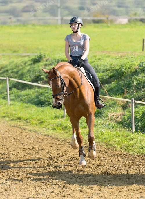 Preview: Horse At Jumping Competition