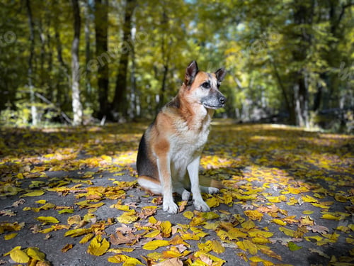Preview: German shepherd dog in brown and yellow autumn leaves fallen on the ground
