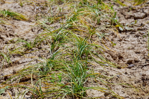 Preview: Dried saffron sativus plant in summer in dry ground before harvesting bulbs for saffron propagation.