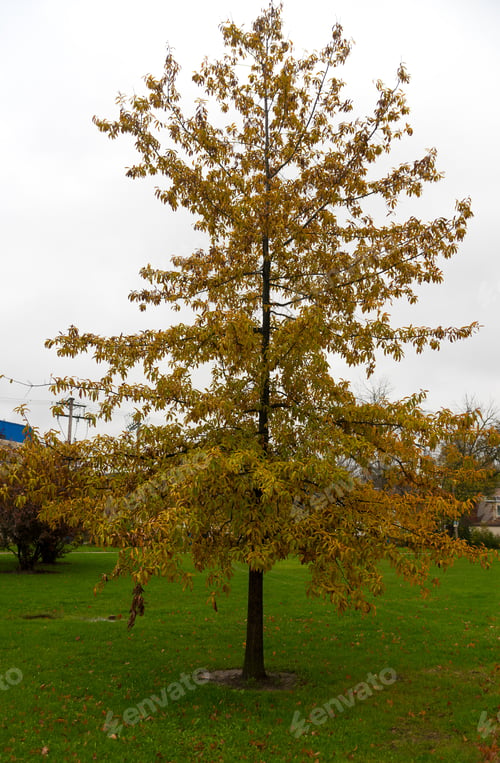 Preview: Tree With A Yellow Leaves In An Autumn Park