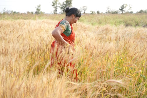 Preview: Indian woman wearing saree at working in wheat field