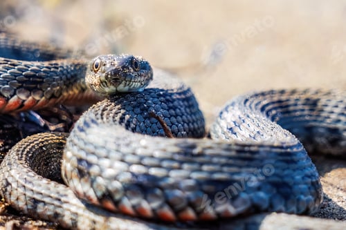 Preview: Beautiful water snake in natural habitat