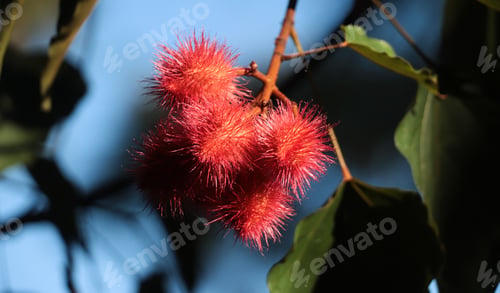 Preview: Annatto
