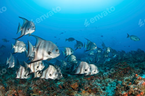 Preview: Atlantic spadefish around reef, Puerto Morelos, Quintana Roo, Mexico