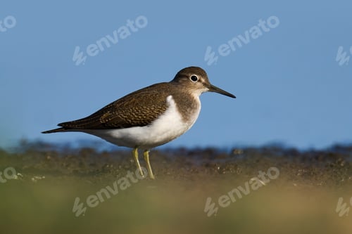 Preview: Common sandpiper (Actitis hypoleucos)