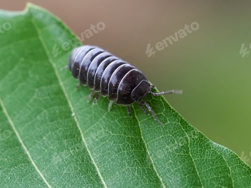 Preview: Close up of Pill bug