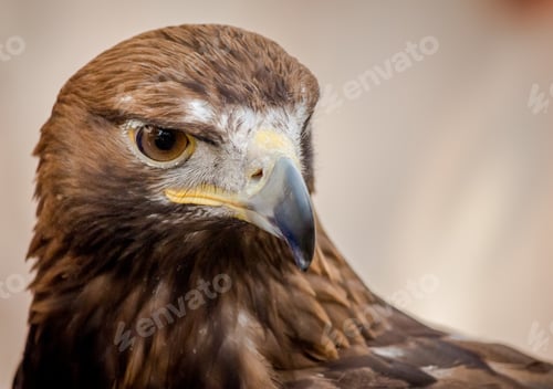 Preview: Closeup shot of the head of a beautiful hawk with a blurred background