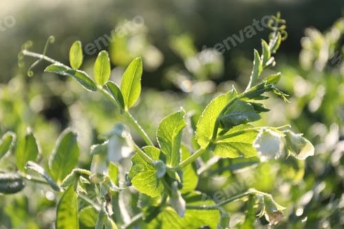 Preview: Green pea plant with blossoms growing outdoors, closeup