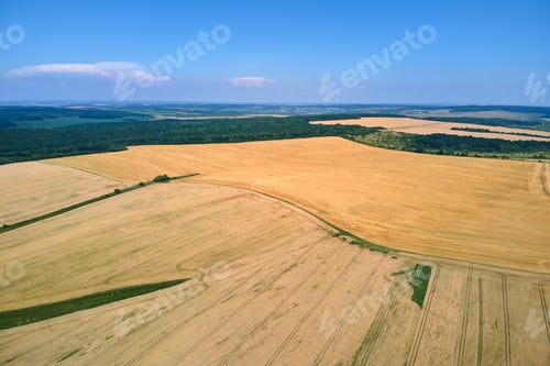 Preview: Aerial landscape view of yellow cultivated agricultural field with ripe wheat on bright summer day
