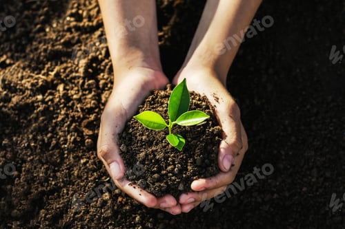 Preview: hand holding young tree for planting. concept eco earth day