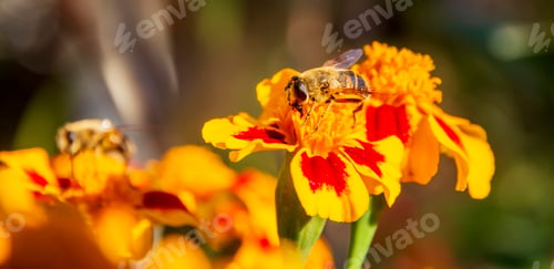 Preview: collect honey