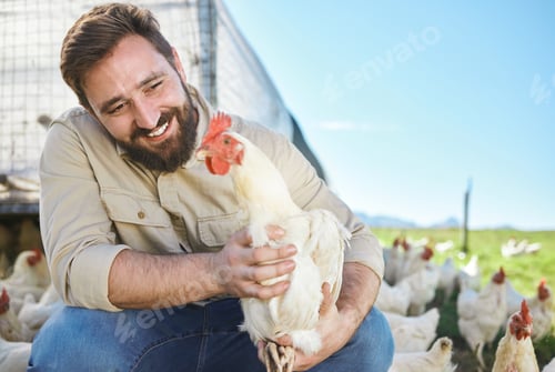 Preview: Chicken, farmer and man on livestock farm for sustainable, agriculture and environmental farming. E