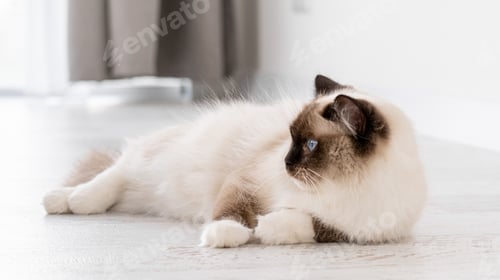 Preview: Ragdoll cat portrait