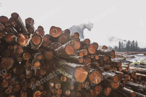 Preview: A stack of cut trees lays wet in a pile at a lumber yard after being logged from a forest