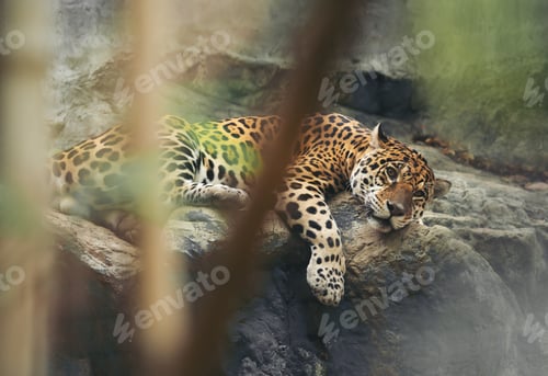 Preview: jaguar resting on the rock in zoo