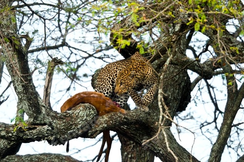Preview: Leopard on tree protecting impala kill from scavengers