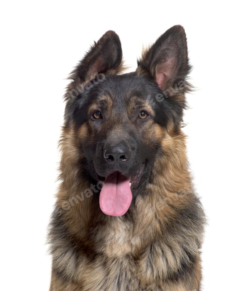 Preview: Close-up of German Shepherd Dog panting, cut out