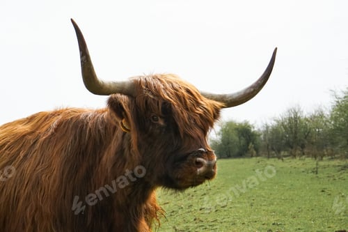 Preview: Cow laying on The grass