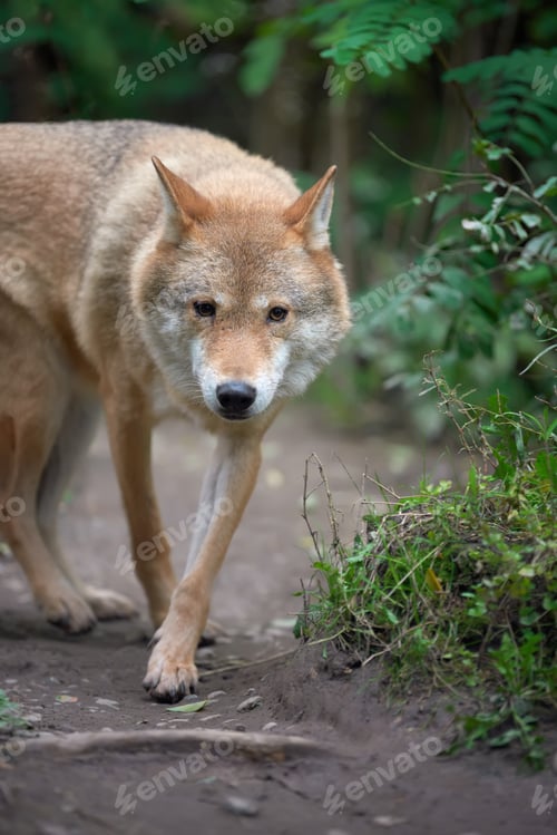 Preview: Wolf hunting in the forest