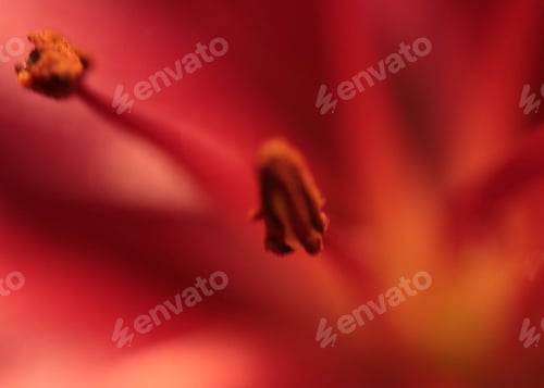 Preview: Flower close up