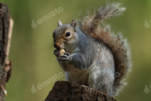 Preview: Grey squirrel eating a monkey nut