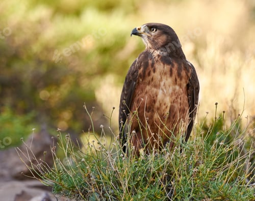 Preview: Eyes in the wilderness. A majestic bird of prey in its natural habitat.
