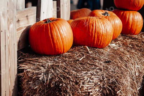 Preview: Pumpkins for sale at an outdoor market in autumn season