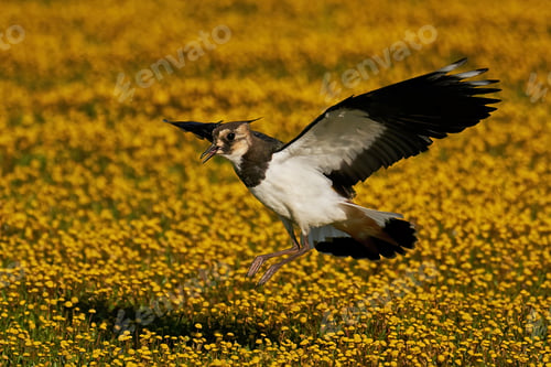 Preview: Northern lapwing (Vanellus vanellus)