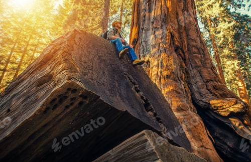 Preview: Sequoia Forest Hiker