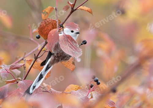 Preview: Long-tailed tit, Aegithalos caudatus. A bird eats a berry by clinging to a branch with one foot