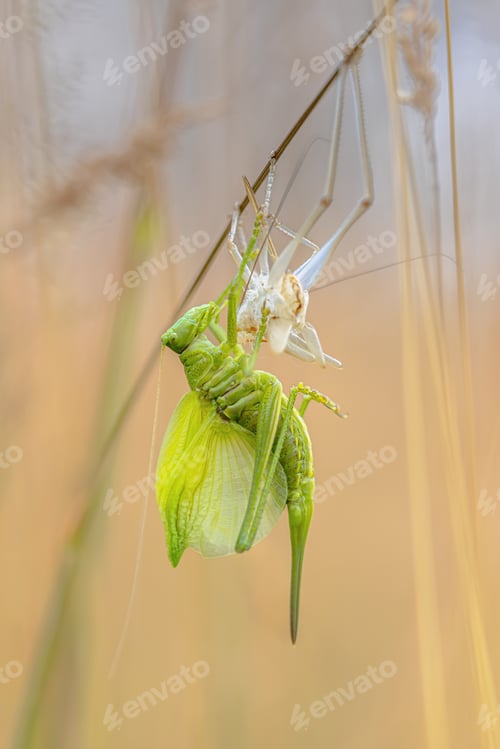 Preview: Great green bush-cricket molting