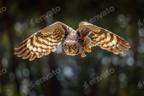 Preview: Owl flying low with wings extended over ground.