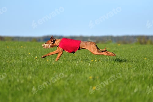 Preview: Dogs racing in lure coursing