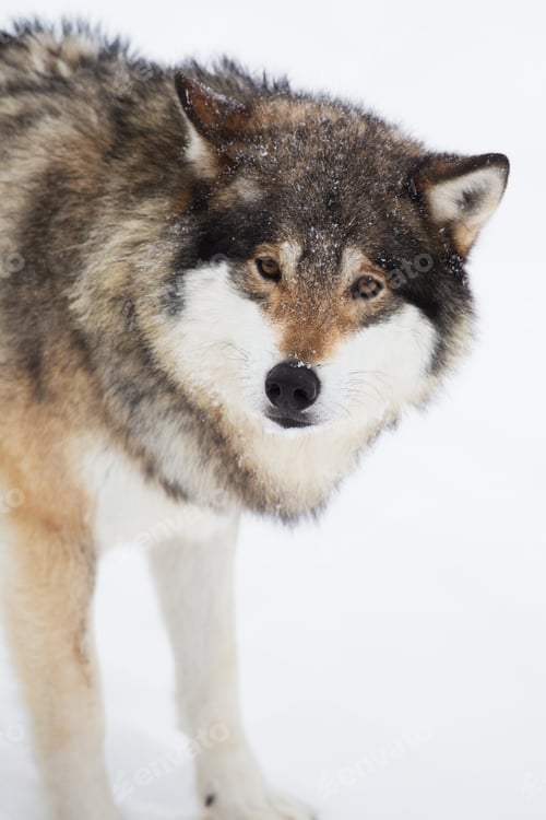 Preview: One Wolf Alone in the Snow