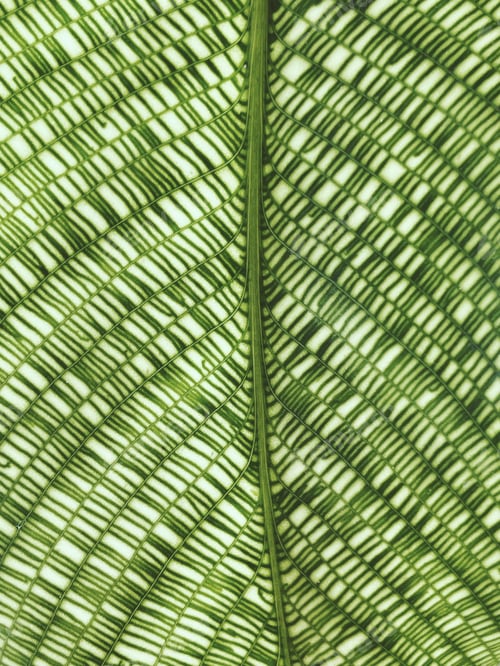 Preview: Beautiful green leaves background. Natural creative layout for wallpaper and advertising.