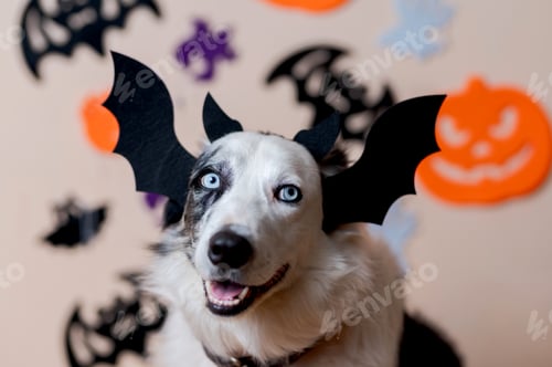 Preview: border collie dog on halloween