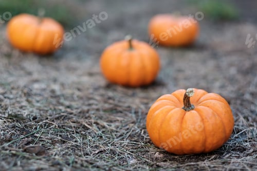 Preview: Pumpkins in the field