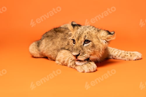 Preview: cute lion cub lying on orange background