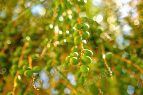 Preview: Date palm tree with unripe green fruits in bright sunlight