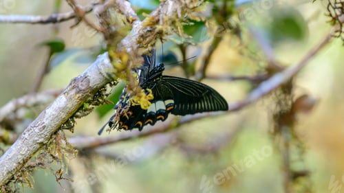 Preview: Red helen swallowtail butterfly (Papilio helenus) rests on a moss-covered branch
