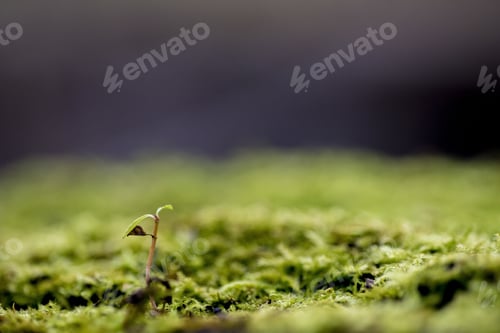 Preview: Closeup shot of a plant growing in a mossy ground with a blurred background - concept growing up