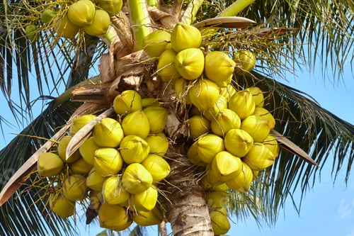 Preview: Coconut tree under blue sky